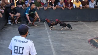 Diduga Beromzet Ratusan Juta, Arena Sabung Ayam di Ambulu Disorot Warga